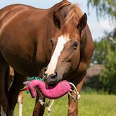 Legetøj til hest