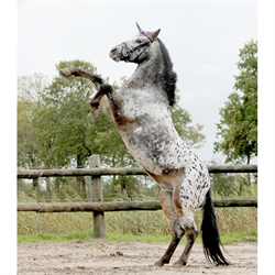 QHP Unicorn Horn til hest - På stejlende hest