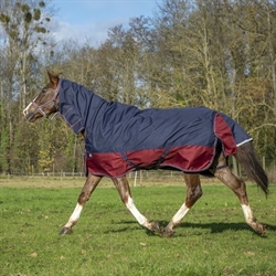 Equitheme TYREX Med hals 1200 D Dækken 350 g /Navy-Bordeaux- på hest i trav