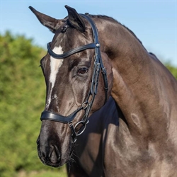 LeMieux Arika Drop Anatomisk Trense / Sort - Modelfoto på hest