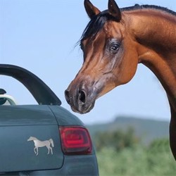 Hesteskilt - Araber hest på mørk grå bil