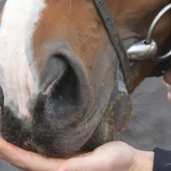 Nordic Horse - Sunde godbidder til hest