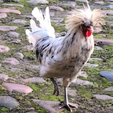 Høns