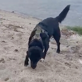 Hundefoder /Tilskud
