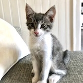 Kattefoder