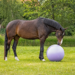 QHP Fodbold til hest / 2 Tone Lilla / 75 cm Ø - Vist med hest på mark