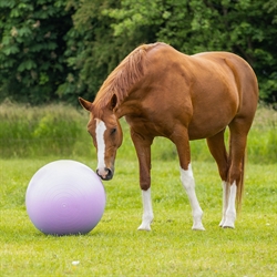 QHP Fodbold til hest / 2 Tone Lilla / 75 cm Ø - Vist med hest