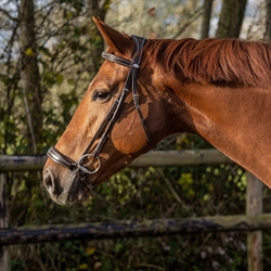QHP LOW Luxury trense med hannoveransk næsebånd /Brun - Vist på hest