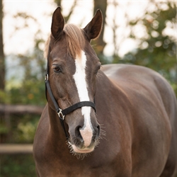 QHP Grime Slide /Sort - Til pony og hest - Vist på hest