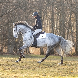 Stierna Storm Rain Jacket /Sort - Modelfoto - Hest og rytter