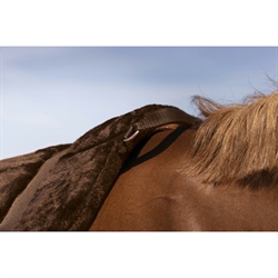Norton CONFORT Bareback pad /Brun - Foto af front